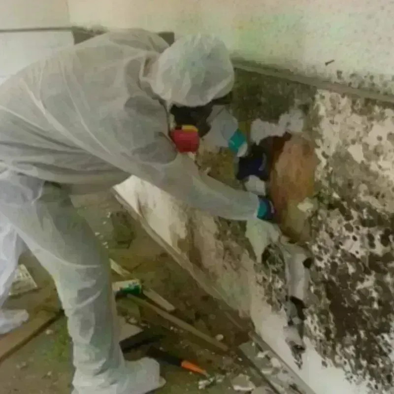 Mold Remediation and Removal in Guyton, GA